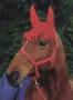 flyprotectionforhorses_horse riding accessories_saddlery.jpg