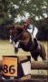 Medical Card Holders and Number Bibs for Competing at Horse Trials