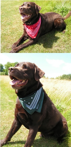 Bandanas For Dogs. The fashion for dog bandanas