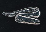 pewter freshwater eel badge