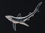pewter shark badge